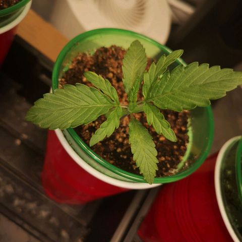 Grape Diamonds growlog timeline photo