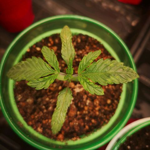 Grape Diamonds 2 growlog timeline photo