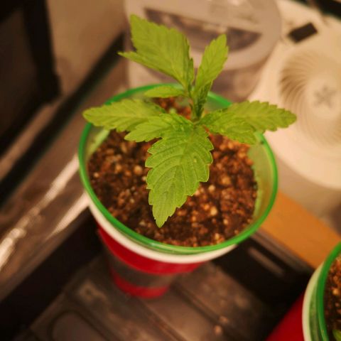wedding cake growlog timeline photo