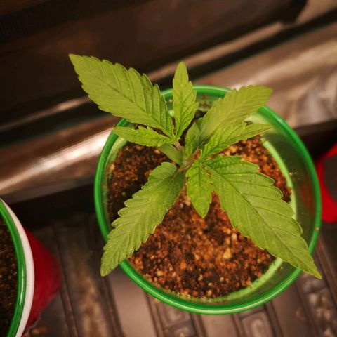 wedding cake 2 growlog timeline photo