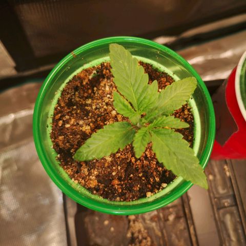 Wedding cake 3 growlog timeline photo