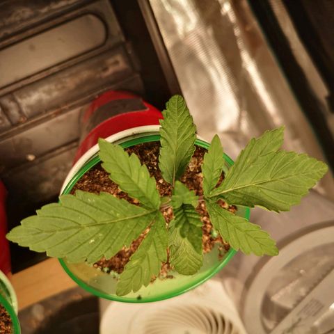 wedding cake growlog timeline photo