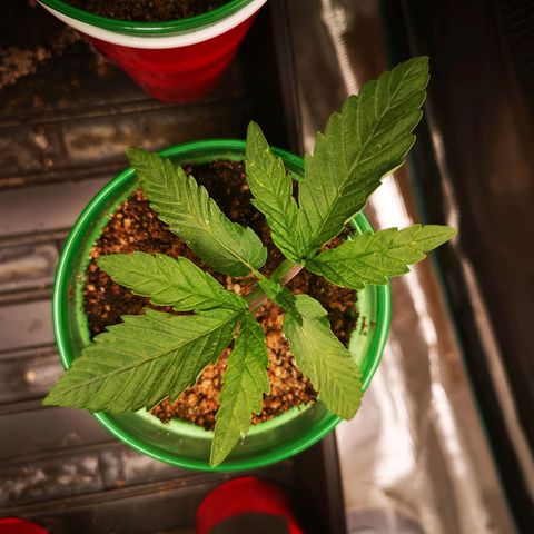 wedding cake 2 growlog timeline photo