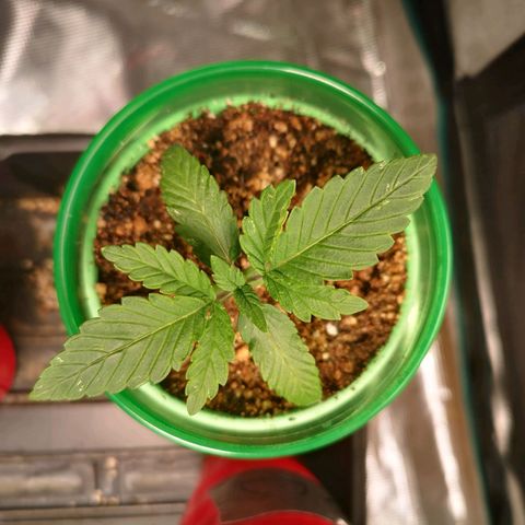 Wedding cake 3 growlog timeline photo