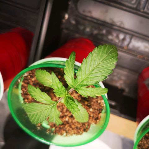 Grape Diamonds growlog timeline photo