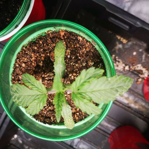 Grape Diamonds 2 growlog timeline photo