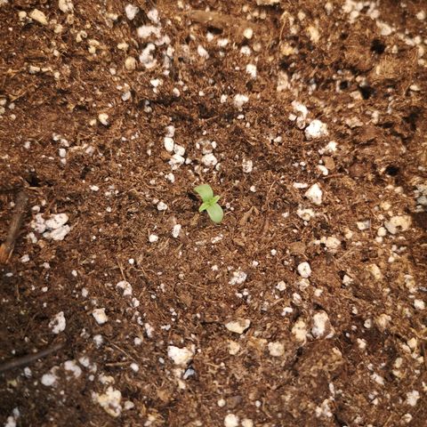 Cdlc growlog timeline photo