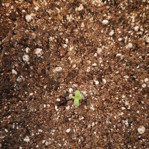 Cdlc myco growlog timeline photo