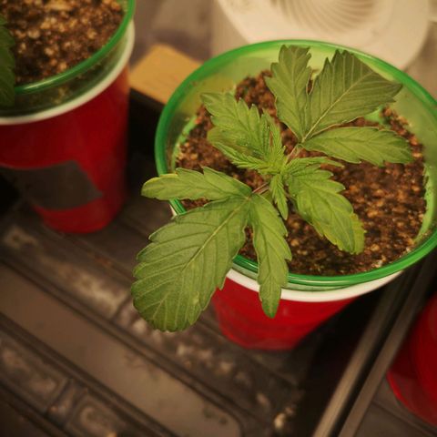Grape Diamonds growlog timeline photo