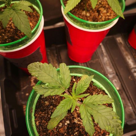 Grape Diamonds 2 growlog timeline photo
