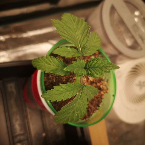 wedding cake growlog timeline photo