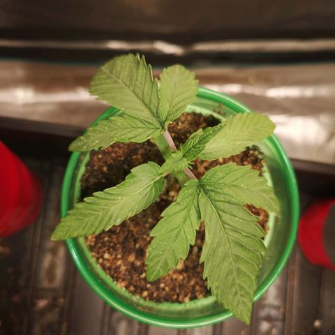 wedding cake 2 growlog timeline photo