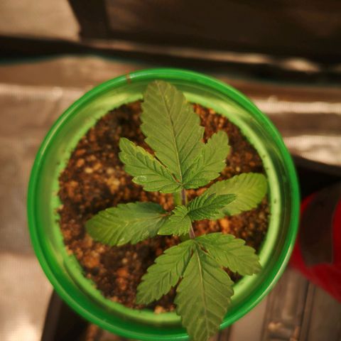 Wedding cake 3 growlog timeline photo