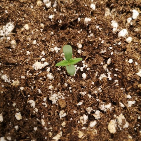 Cdlc growlog timeline photo