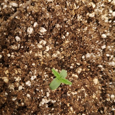 Cdlc myco growlog timeline photo