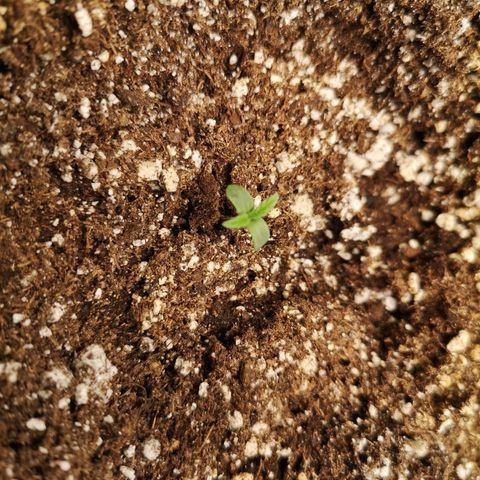 Hubbabubba haze myco growlog timeline photo