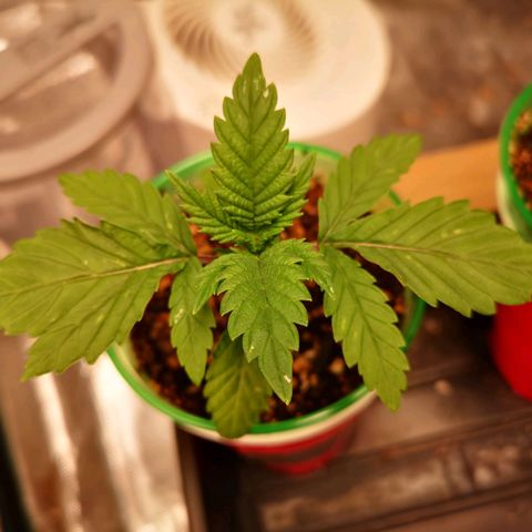 wedding cake growlog timeline photo