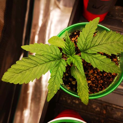 wedding cake 2 growlog timeline photo