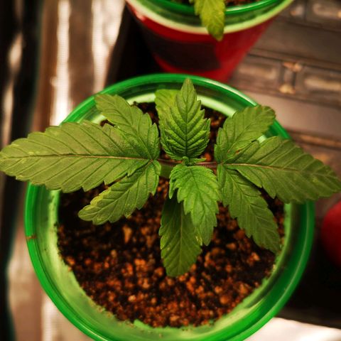 Wedding cake 3 growlog timeline photo