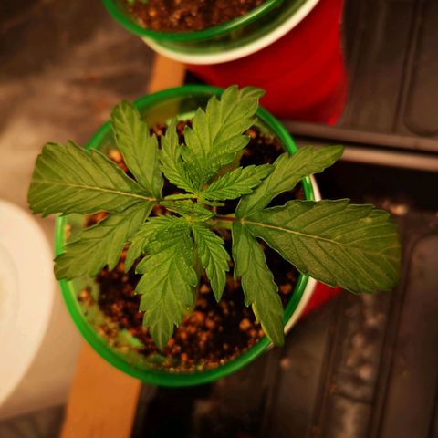 Grape Diamonds growlog timeline photo