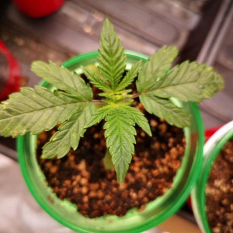 Grape Diamonds 2 growlog timeline photo