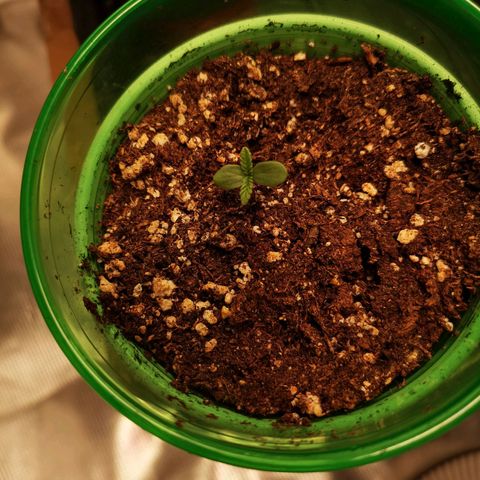 Blueberry cookies 2nd grow growlog timeline photo