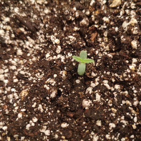 avt x 3 bears og growlog timeline photo