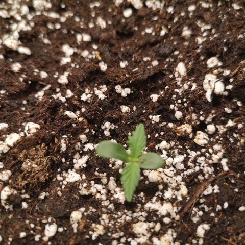 Cdlc growlog timeline photo