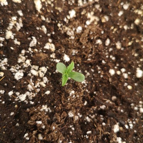 Cdlc 1/2 & 1/2 growlog timeline photo