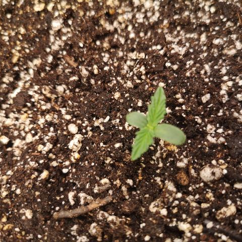 Cdlc myco growlog timeline photo