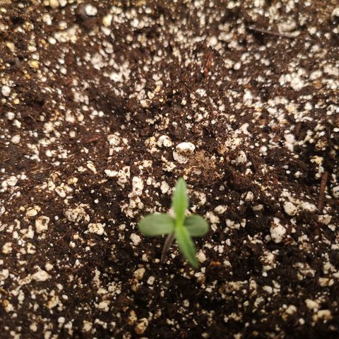 Forgotten cookies growlog timeline photo
