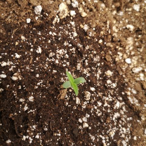Hubbabubba haze growlog timeline photo