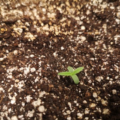 Hubbabubba haze myco growlog timeline photo
