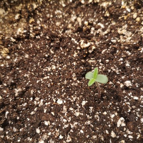 Sour crinkle growlog timeline photo
