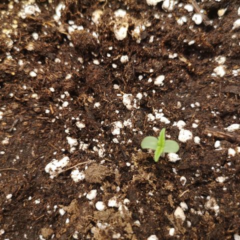 strawberry stomper growlog timeline photo