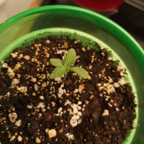 Blueberry cookies 2nd grow growlog timeline photo