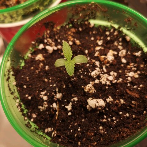 Orange cookie chem 2nd grow growlog timeline photo