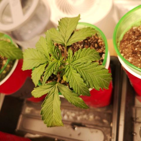 Grape Diamonds growlog timeline photo