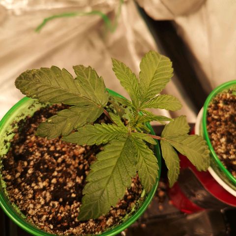Grape Diamonds 2 growlog timeline photo