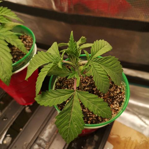 wedding cake growlog timeline photo
