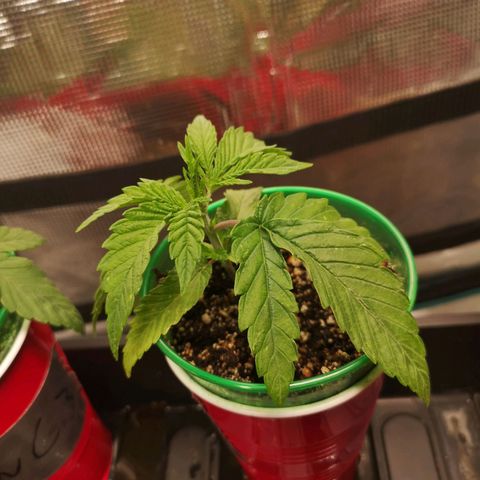 wedding cake 2 growlog timeline photo