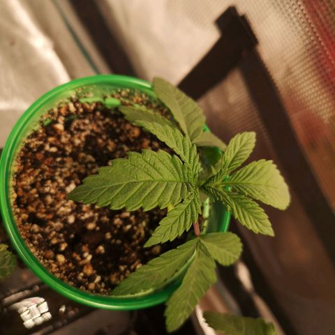 Wedding cake 3 growlog timeline photo