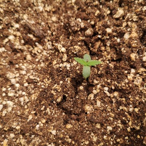 avt x 3 bears og growlog timeline photo