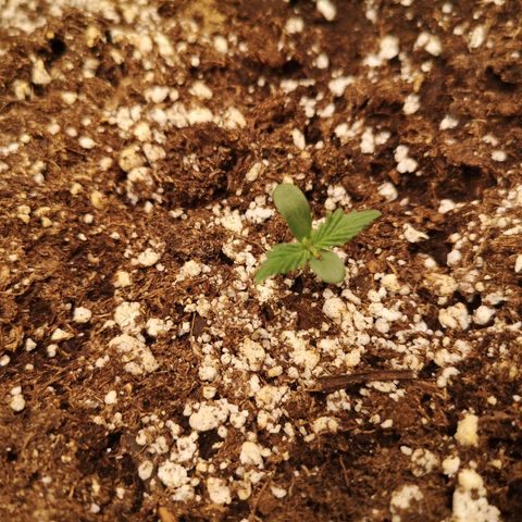 Cdlc growlog timeline photo