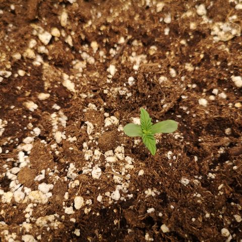 Cdlc 1/2 & 1/2 growlog timeline photo