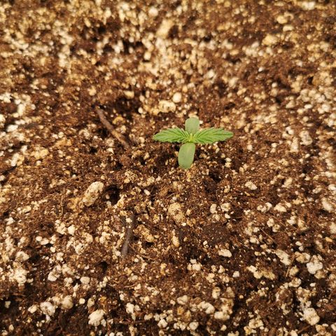 Cdlc myco growlog timeline photo