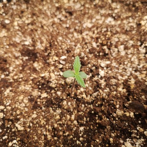 Forgotten cookies growlog timeline photo
