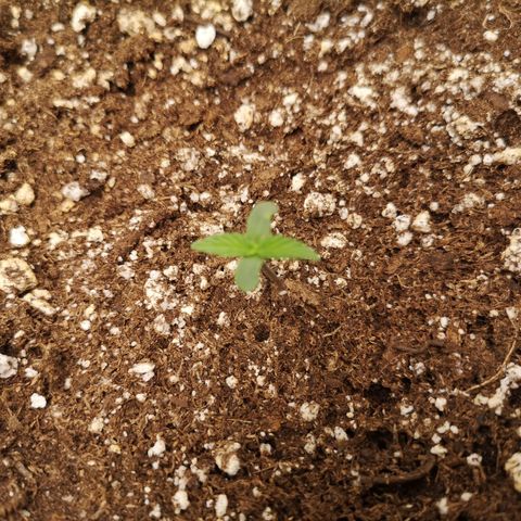 Hubbabubba haze growlog timeline photo