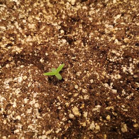 Hubbabubba haze myco growlog timeline photo