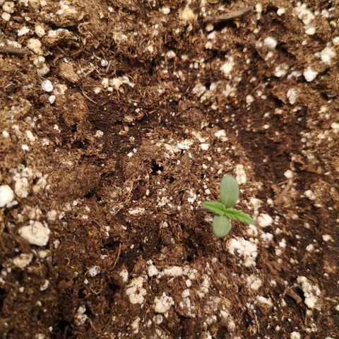 Mango smile growlog timeline photo